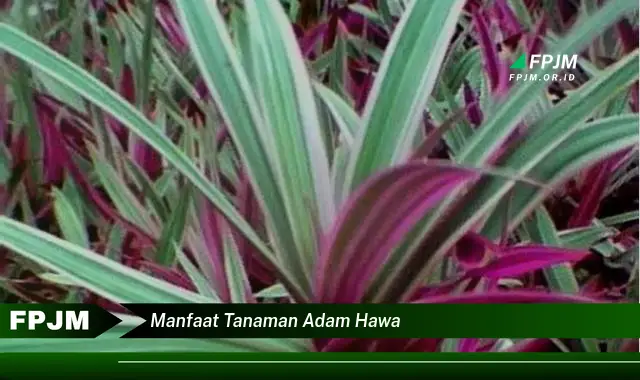 manfaat tanaman adam hawa