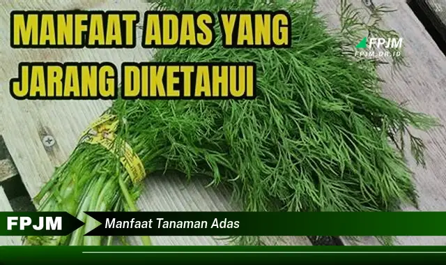 manfaat tanaman adas
