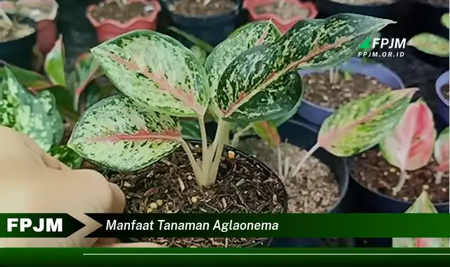 manfaat tanaman aglaonema manfaat tanaman aglaonema