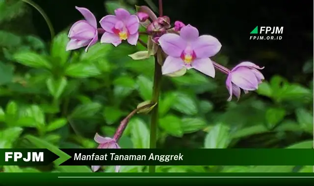manfaat tanaman anggrek