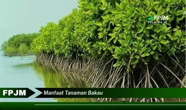 manfaat tanaman bakau