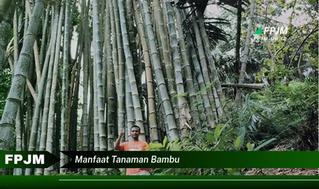 manfaat tanaman bambu