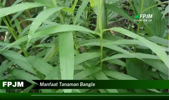 manfaat tanaman bangle
