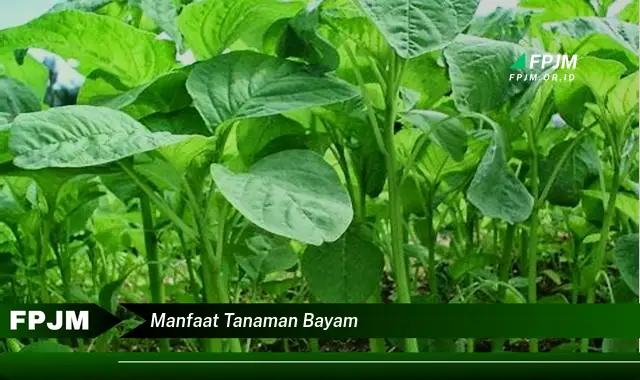 manfaat tanaman bayam