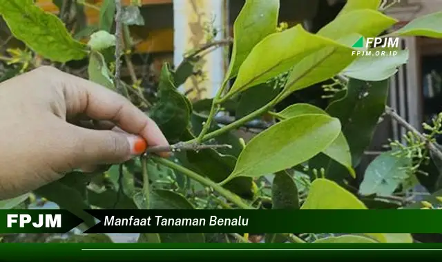 manfaat tanaman benalu
