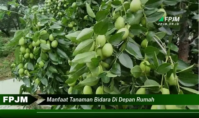 manfaat tanaman bidara di depan rumah