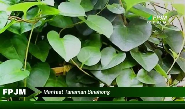 manfaat tanaman binahong
