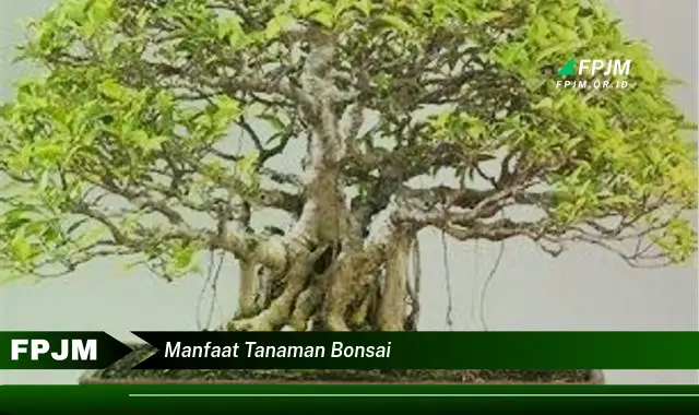 manfaat tanaman bonsai manfaat tanaman bonsai