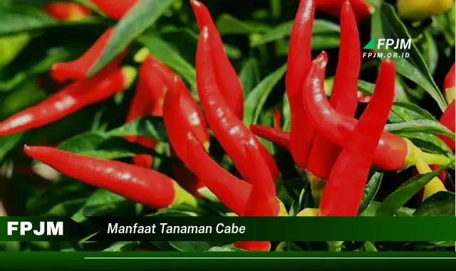 manfaat tanaman cabe manfaat tanaman cabe