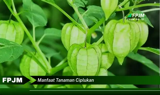 manfaat tanaman ciplukan