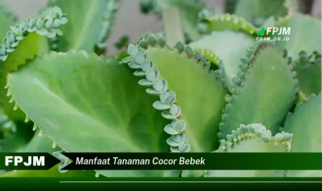 manfaat tanaman cocor bebek
