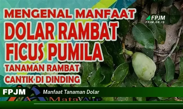 manfaat tanaman dolar