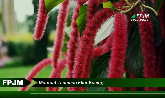 manfaat tanaman ekor kucing