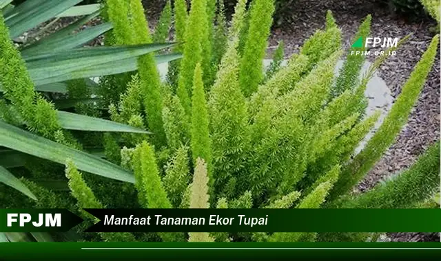 manfaat tanaman ekor tupai