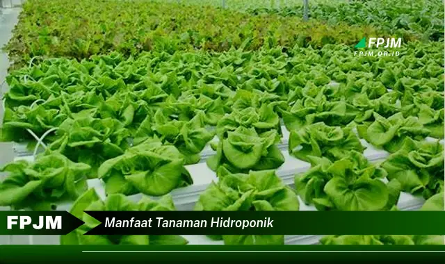 manfaat tanaman hidroponik manfaat tanaman hidroponik