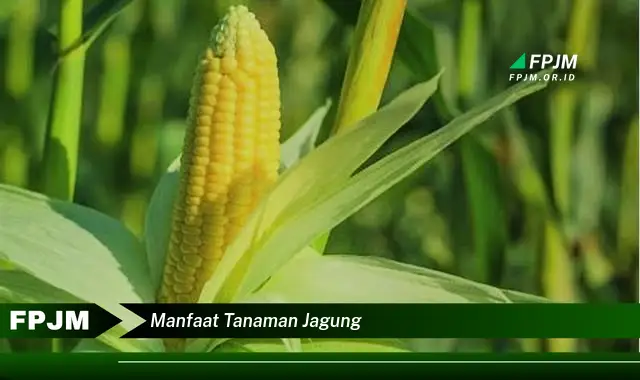 manfaat tanaman jagung