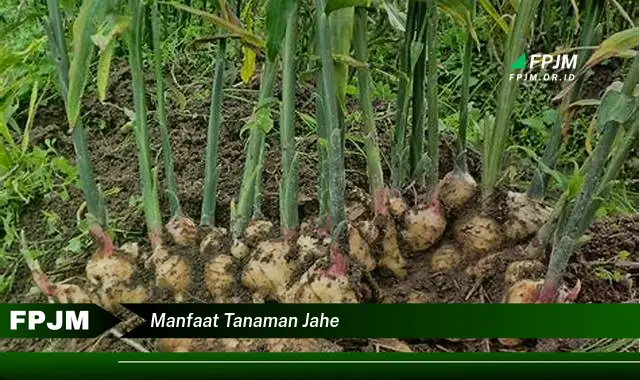 manfaat tanaman jahe