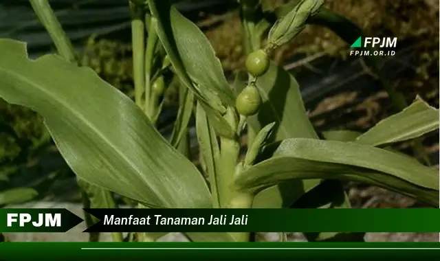 manfaat tanaman jali jali