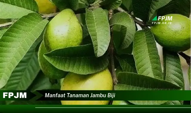 manfaat tanaman jambu biji