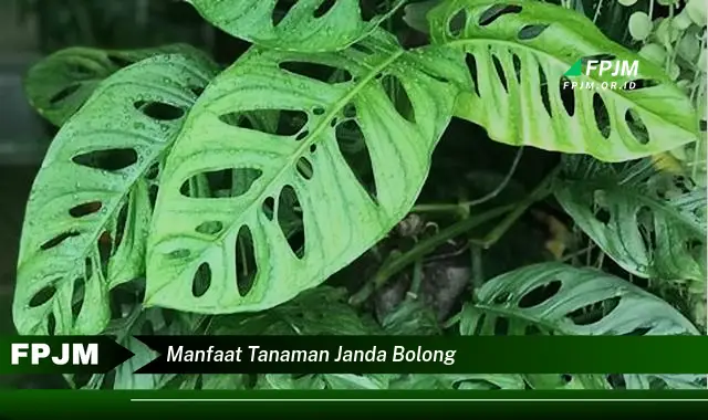 manfaat tanaman janda bolong