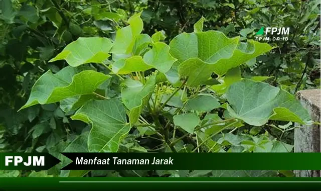 manfaat tanaman jarak