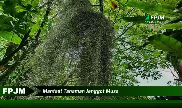 manfaat tanaman jenggot musa