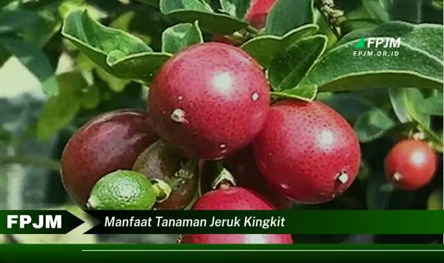 manfaat tanaman jeruk kingkit