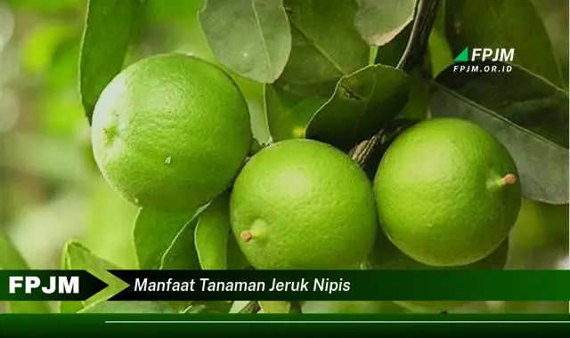 manfaat tanaman jeruk nipis