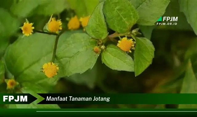 manfaat tanaman jotang