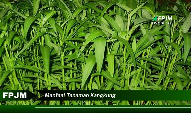 manfaat tanaman kangkung