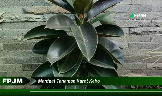 manfaat tanaman karet kebo manfaat tanaman karet kebo