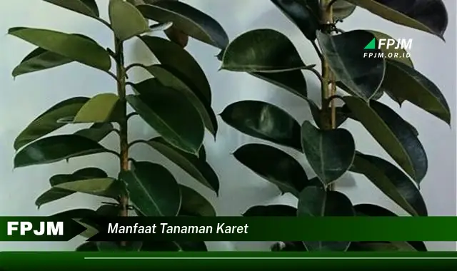 manfaat tanaman karet