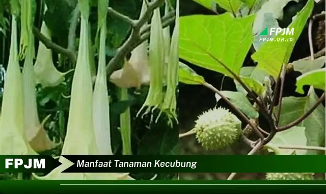 manfaat tanaman kecubung