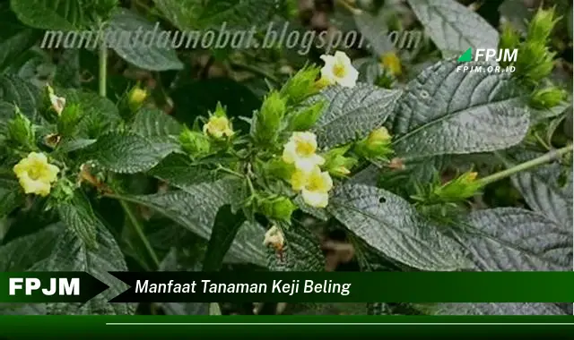 manfaat tanaman keji beling