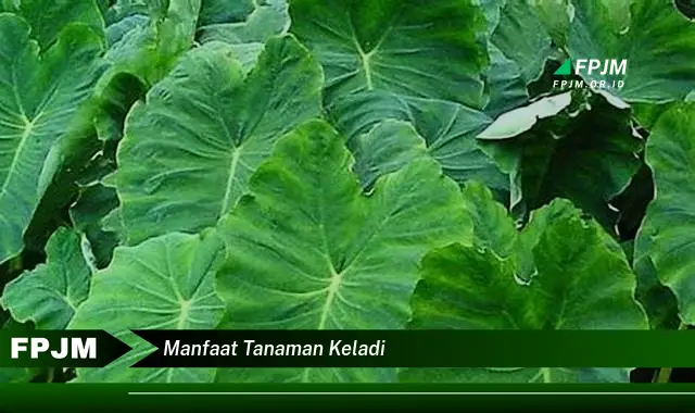 manfaat tanaman keladi