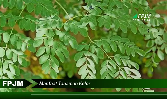 manfaat tanaman kelor