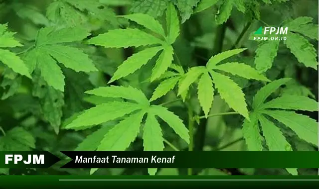 manfaat tanaman kenaf manfaat tanaman kenaf