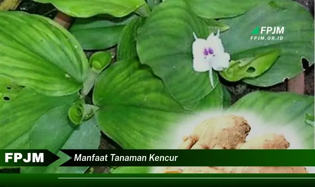 manfaat tanaman kencur manfaat tanaman kencur