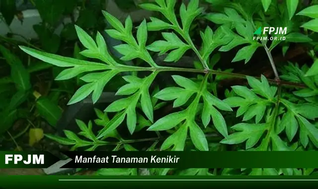 manfaat tanaman kenikir
