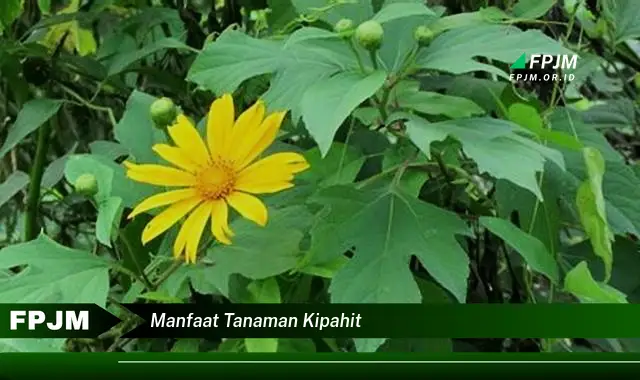 manfaat tanaman kipahit