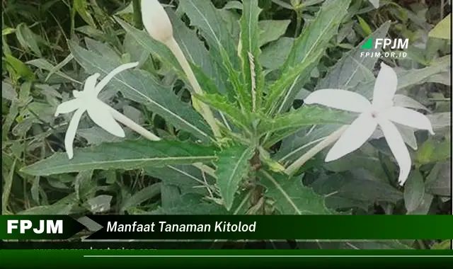 manfaat tanaman kitolod