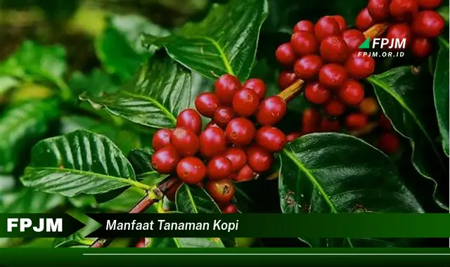 manfaat tanaman kopi
