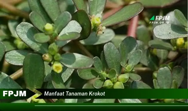 manfaat tanaman krokot manfaat tanaman krokot