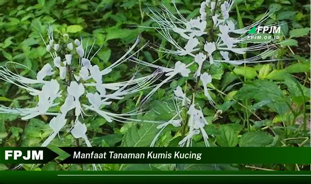 manfaat tanaman kumis kucing