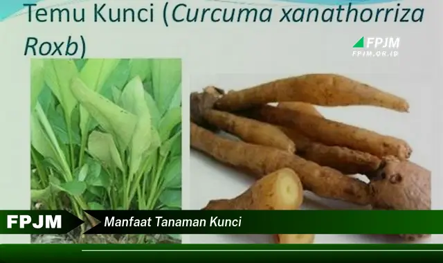 manfaat tanaman kunci