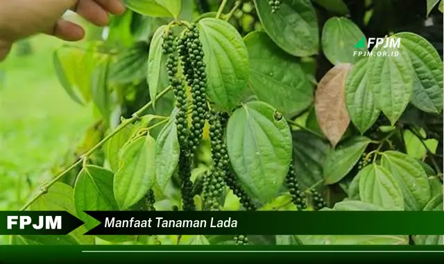 manfaat tanaman lada