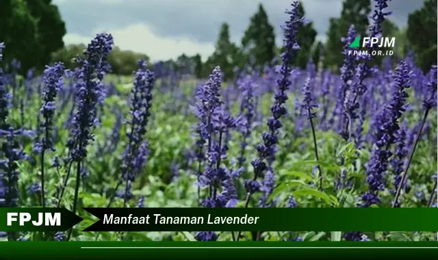 manfaat tanaman lavender