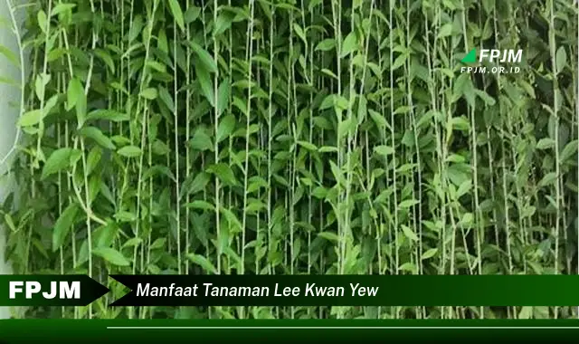 manfaat tanaman lee kwan yew