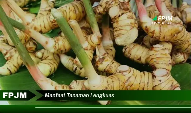 manfaat tanaman lengkuas