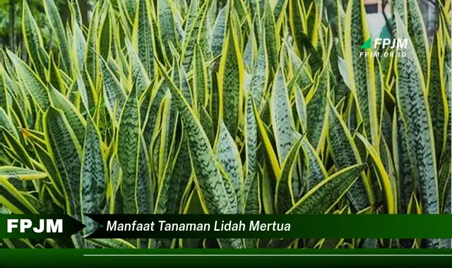 manfaat tanaman lidah mertua